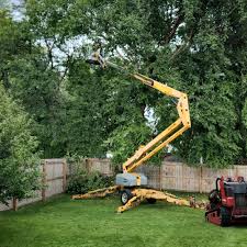 Reliable Leupp, AZ Tree Removal Solutions