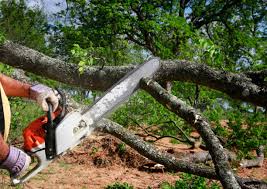 Lawn Pest Prevention in Leupp, AZ